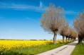 /album/bildgalleri-sormland/mans-fornander-canola-field-661-jpg1/