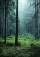 /album/bildgalleri-sormland/hakan-vargas-s-fairytale-glade-2038-jpg/