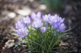 /album/bildgalleri-sormland/miriam-glans-spring-crocus-3109-jpg/