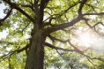 /album/bildgalleri-sormland/susanne-walstrom-tree-3219-jpg/